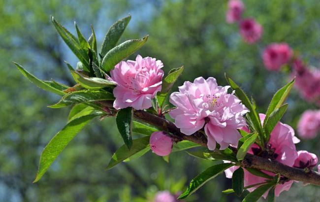 花胶汤用明火煲那花胶适合煲多久-明火炖花胶要多久