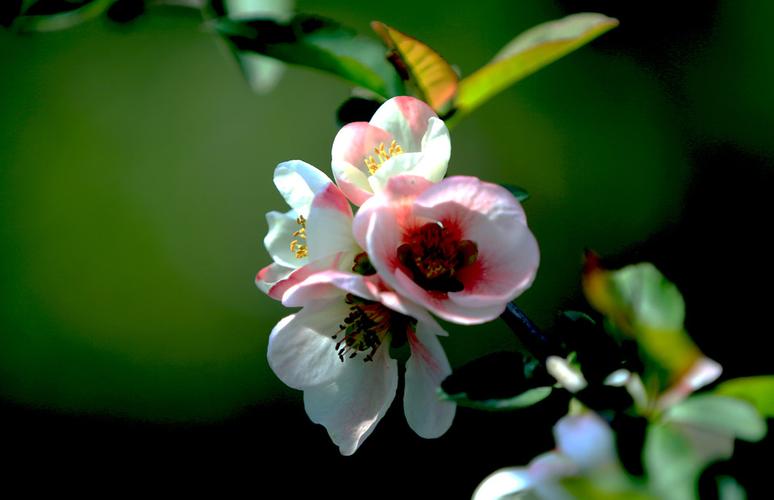 花胶火锅汤底做法-花胶汤用明火煲那花胶适合煲多久