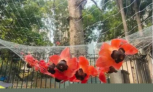两岁小孩可以吃花胶汤吗-二岁左右小孩可以吃花胶汤吗早餐