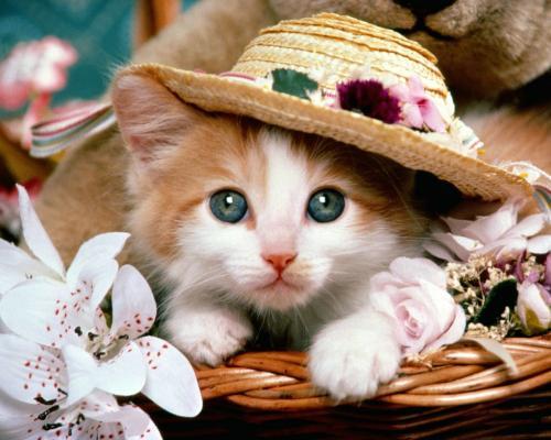 猪肉花胶汤的做法-瘦肉炖花胶的营养价值