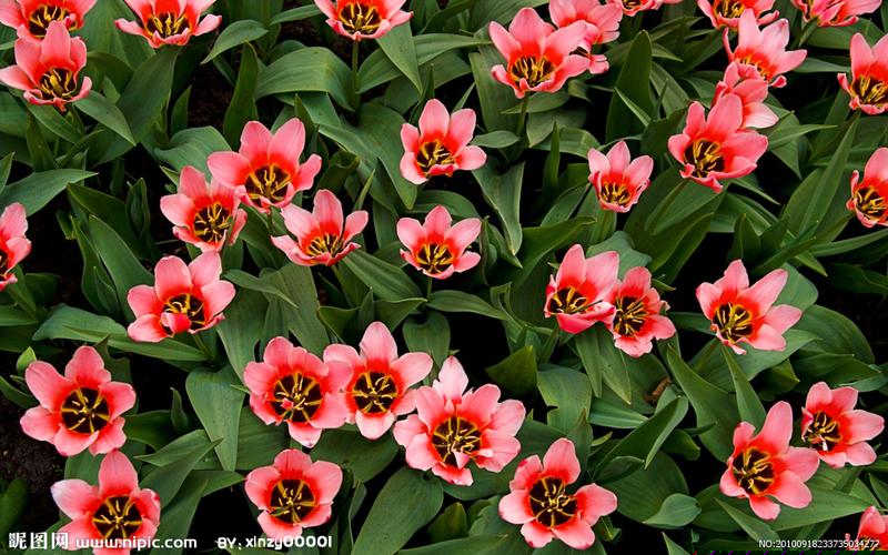 花胶汤用什么材料炖-花胶炖什么汤好