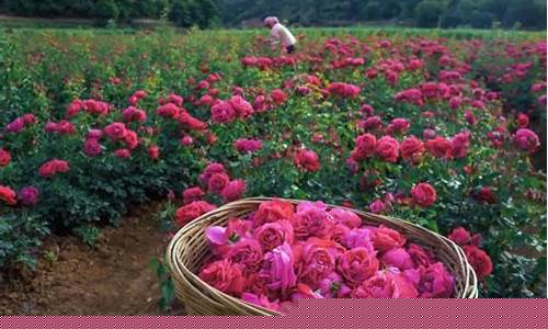 两岁多小孩可以喝花胶汤吗-二岁左右小孩可以吃花胶汤吗